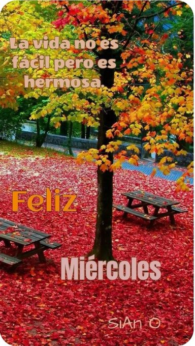 An autumn forest landscape with trees displaying vibrant red, orange, and yellow foliage, fallen leaves covering the ground in shades of red, a tall tree with dense branches in the center, and a wooden picnic table positioned nearby. The scene evokes a serene park setting with natural fall colors dominating the composition. Overlaid text in Spanish reads La vida no es facil pero no es imposible at the top, La vida puede no ser hermosa pero hermosa es below it, and Feliz Miercoles in large orange letters at the bottom with Sian O signature.