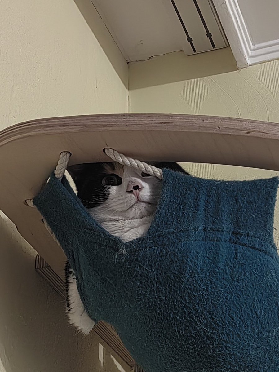 Кошка не очень довольна тем, что я запустила робот-пылесос