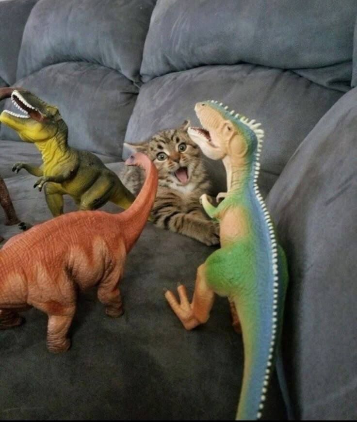 Why you should have a cat (@shouldhavecat) on Twitter photo 