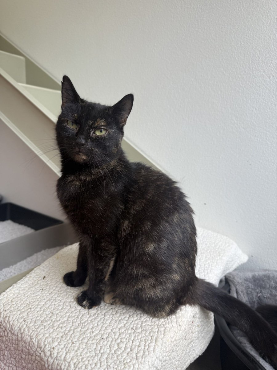 Little Valley Animal Shelter tweet media