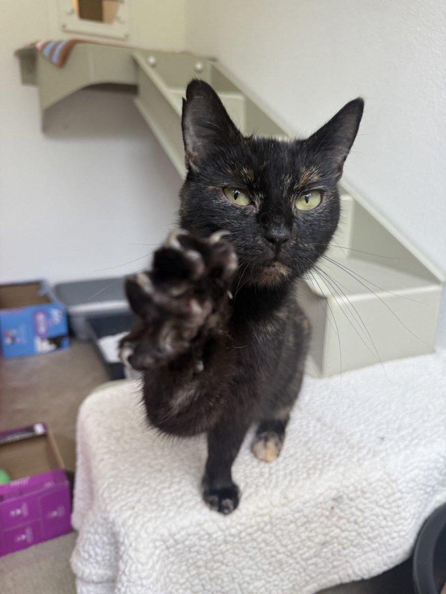 🐈‍⬛ Rowen is a lovely lady who is 6 years old looking for a her perfect home. She is friendly and affectionate, she is confident and also enjoys playing with her toys. Her favourite game is a rod toy which she loves to dart and chase it around her pen. 
rspca-littlevalley.org.uk/cat-kitten/row…