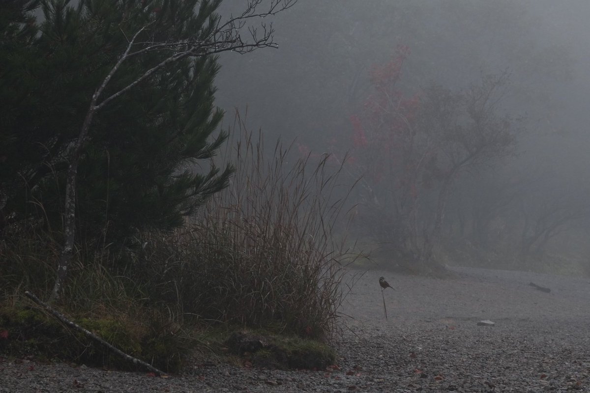 シライシ (@raishi_46) on Twitter photo 