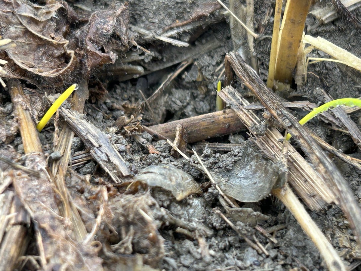 Ryan Benjamins (@ryanbenjamins) on Twitter photo These wheat seedlings are more resilient than we often think.  In the ground for 4 weeks with near zero moisture until Sunday’s rain.  #notdeadyet These wheat seedlings are more resilient than we often think.  In the ground for 4 weeks with near zero moisture until Sunday’s rain.  #notdeadyet
