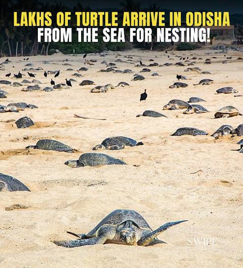 ओडिशा का तट कछुए की नर्सरी में बदल रहा है! 🐢🌊

रुशिकुल्या और गहरमाथा समुद्र तटों पर ओलिव रिडले कछुओं का भारी आगमन।

इस साल 6 लाख से अधिक कछुओं नेस्टेड हैं। वन्यजीवों के लिए एक सुंदर जीत! 🙏

#Odisha #OliveRidleyTurtles #Conservation #India #Wildlife #Gahirmatha #Rushikulya