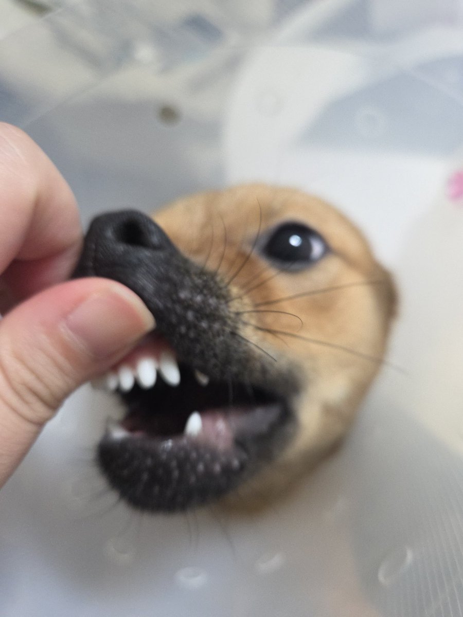 앙
