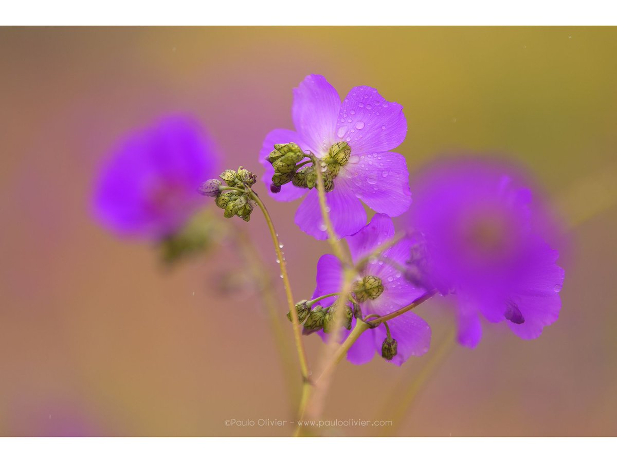 Pata de guanaco, la flor dueña del espectáculo principal del desierto florido.