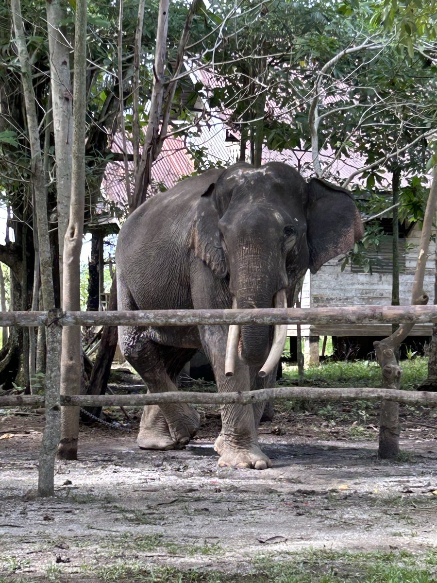 piyaaarzk's tweet photo. saat ini ada 6 ekor gajah saja di PLG Sebanga. 

Jantan : Sarma (40 thn)
Betina : Rosa (30th), Puja (26th), Dora (15th), Sela (25th)
Anak : Lela (1th)

📸 ini adalah si Kapten Sarma, gajah jantan satu-satunya di PLG Sebanga. https://t.co/86d0cEFFYM
