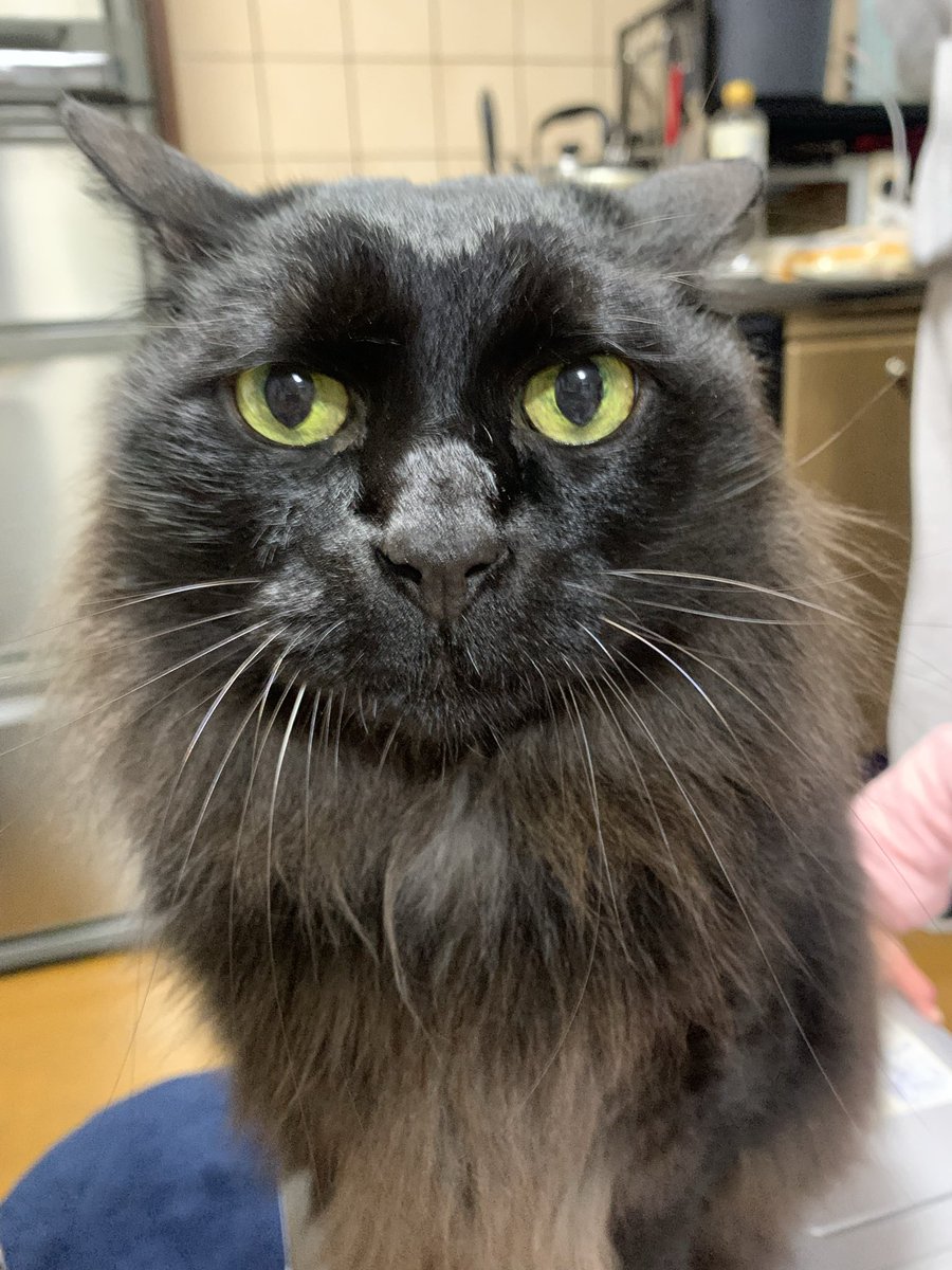 にゃこステ(ΦωΦ)です くろぼうし on X