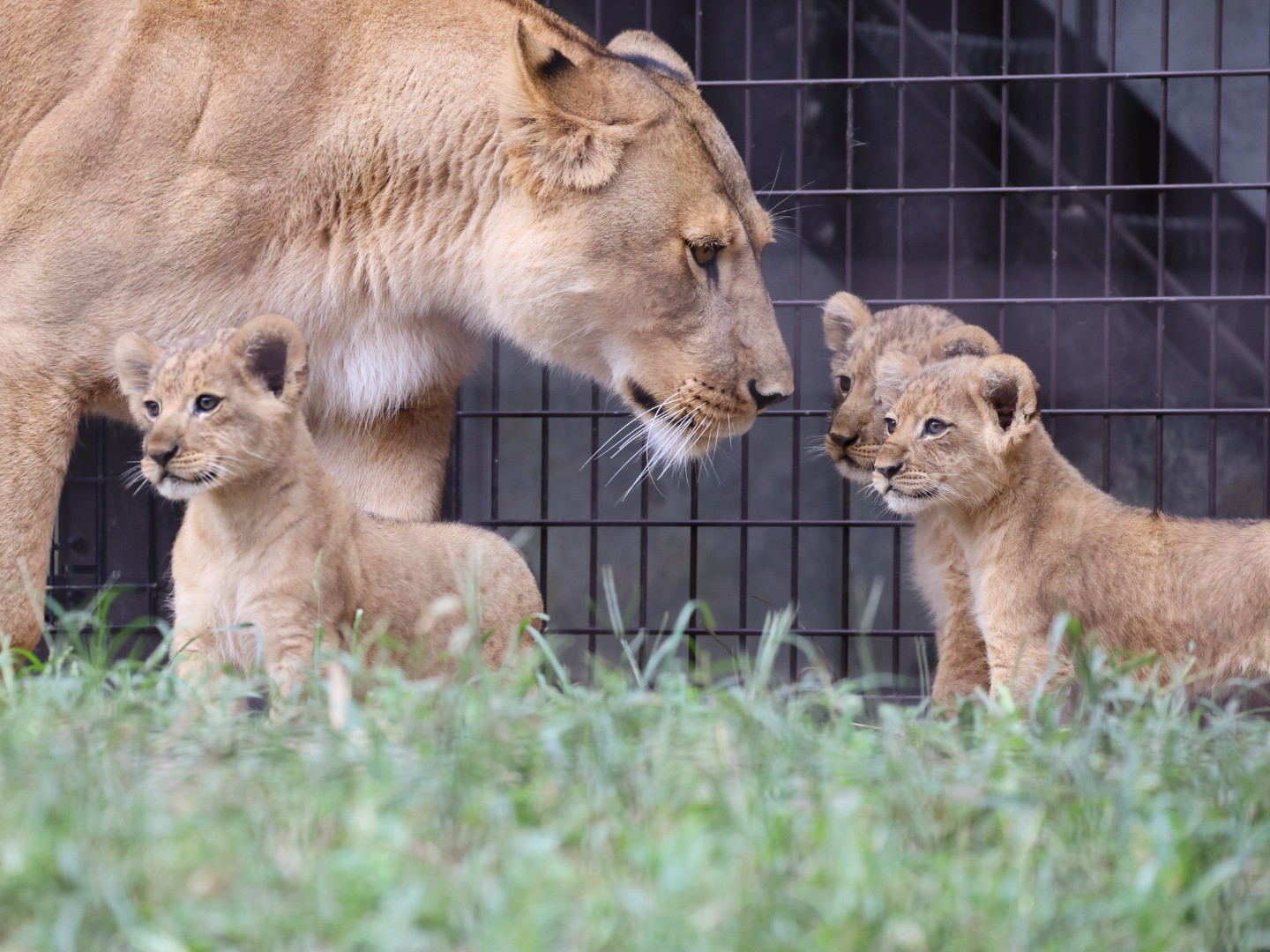 ライオン親子 やまこじ on X: 