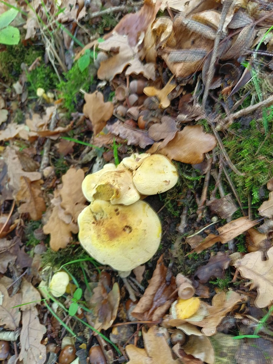 #fungi from today's walk