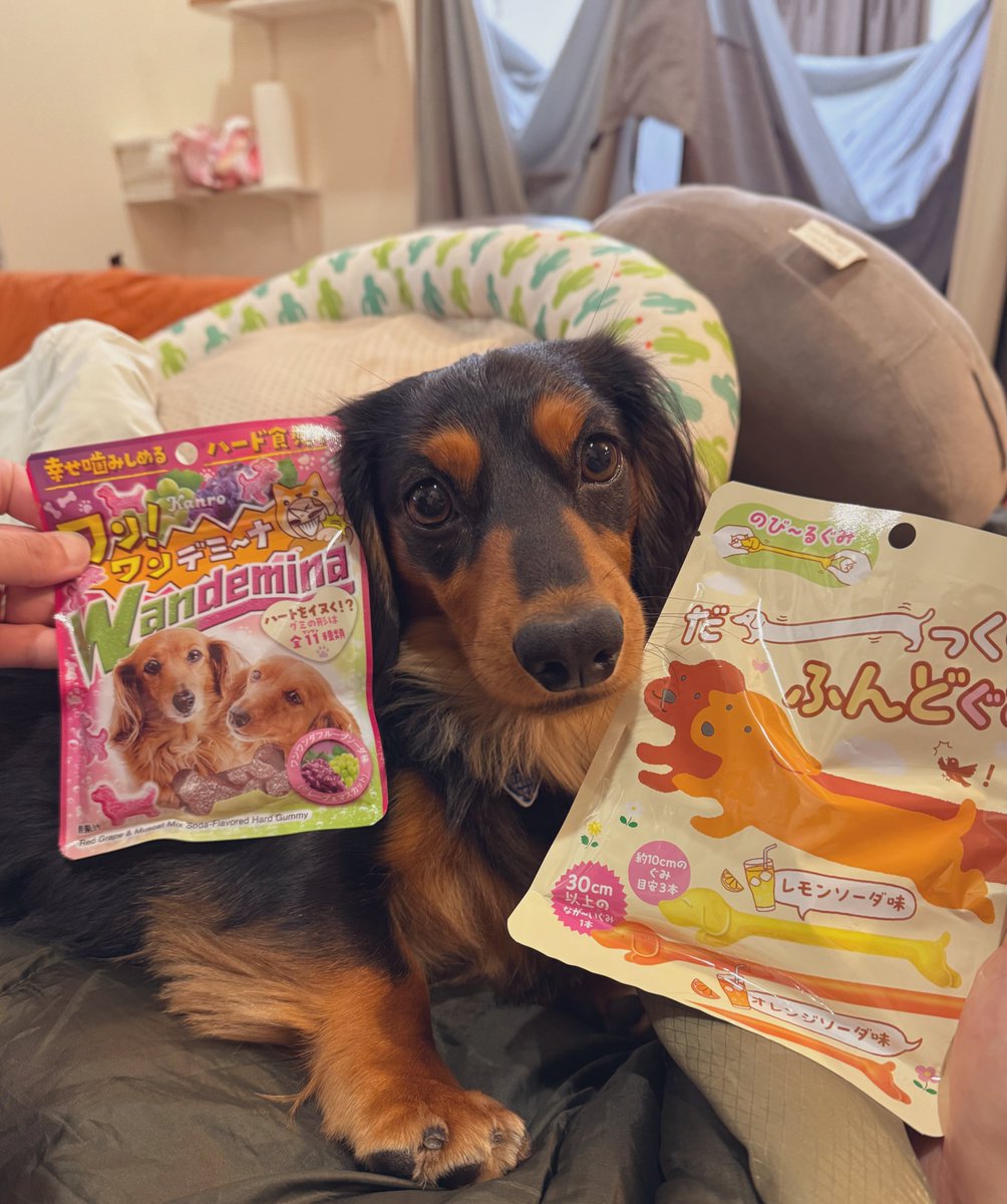 これは非常にダックス飼いホイホイですね…