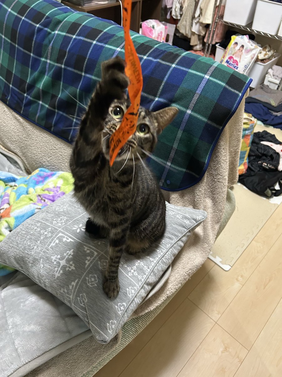 bb_norishio's tweet photo. 紐で遊ぶのりしお https://t.co/CuOoCaauuc