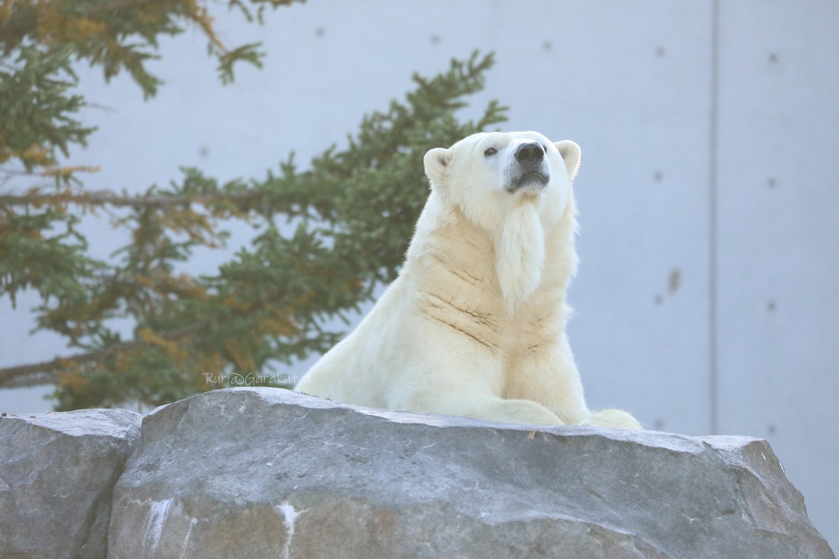 円山写ん歩
おやつの時間かなぁ…
***
Take a walk at Maruyama Zoo
Is it time for lunch?
***
˙ᴥ˙
˙ᴥ˙
#円山動物園 #ホッキョクグマ #リラ
#maruyamazoo #polarbear #lila