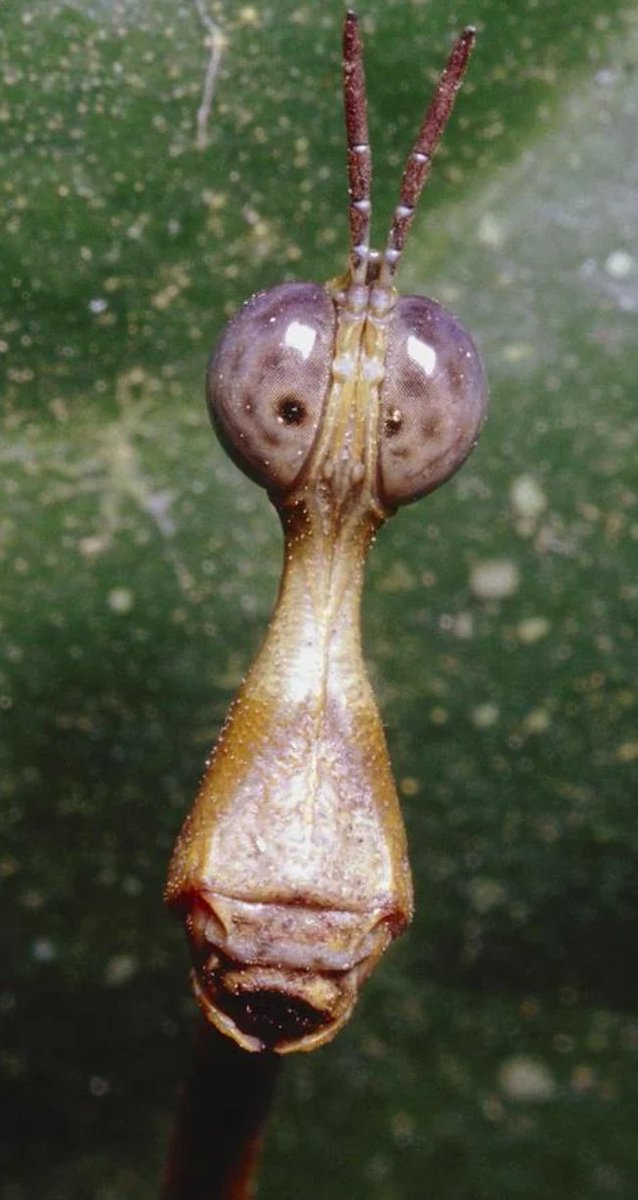 bikeh_'s tweet image. stickbugs look like you just told them rick and morty got canceled