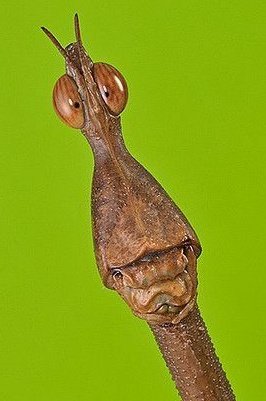 bikeh_'s tweet image. stickbugs look like you just told them rick and morty got canceled