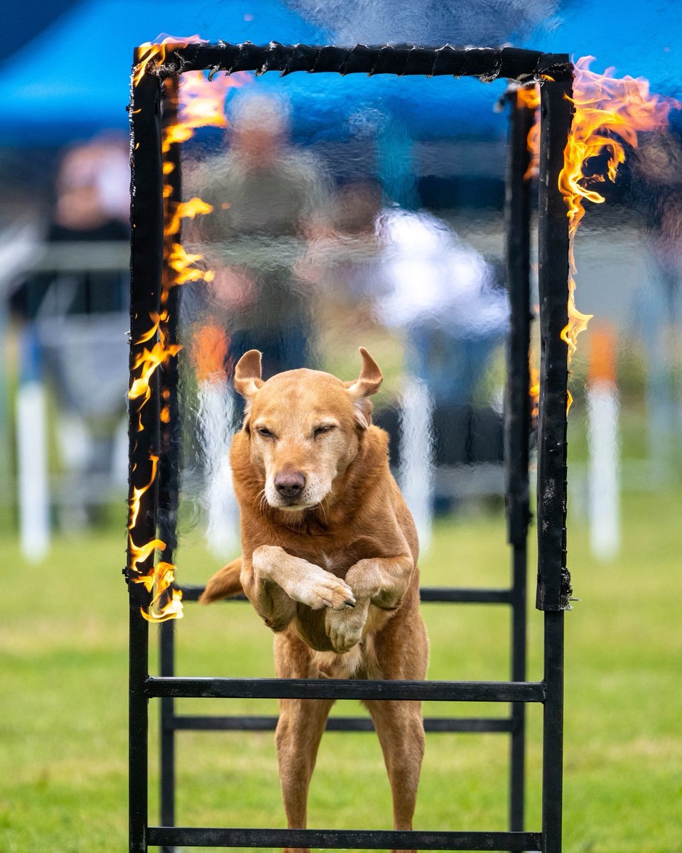 From working dogs and heavy horses to bird of prey displays, the animals always steal the show! 
#eagcf #countryfair #ukgamefair #counteyliving