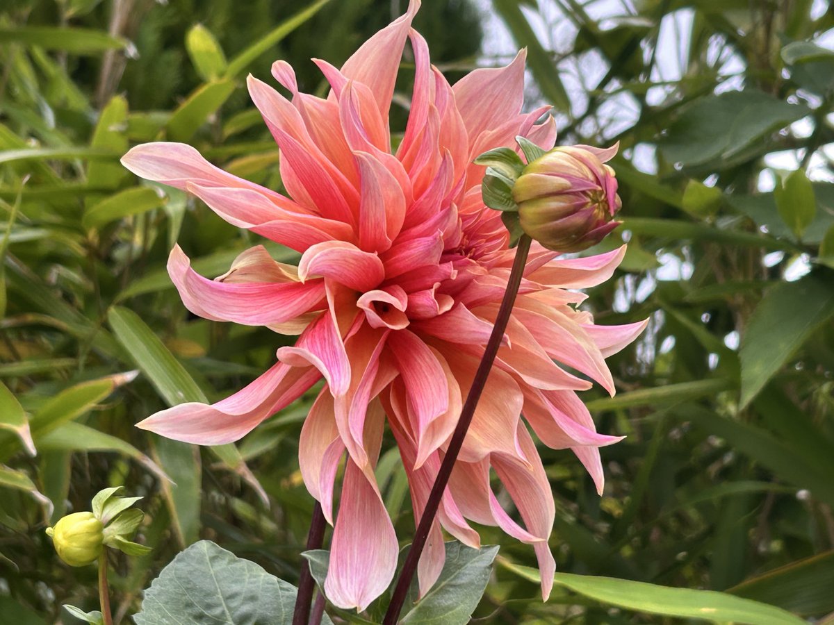 Sally-Anne Ingham tweet media