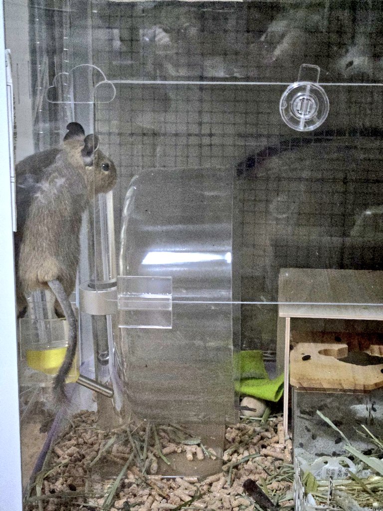 囓る登る叩く
とりあえず何でも試す😰ﾔﾒﾃ

🐹僕は騙されていた
