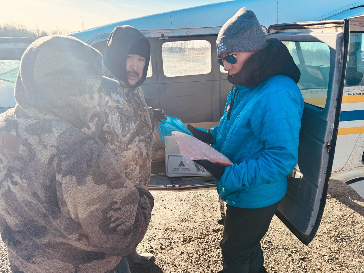 WCKitchen's tweet image. WCK is working side by side with local communities in Alaska to deliver critical food supplies by ATV to families affected by the recent flooding. In Napakiak, our teams joined local leaders Gordon, Walter, and David to provide groceries and hot meals to residents in need.…
