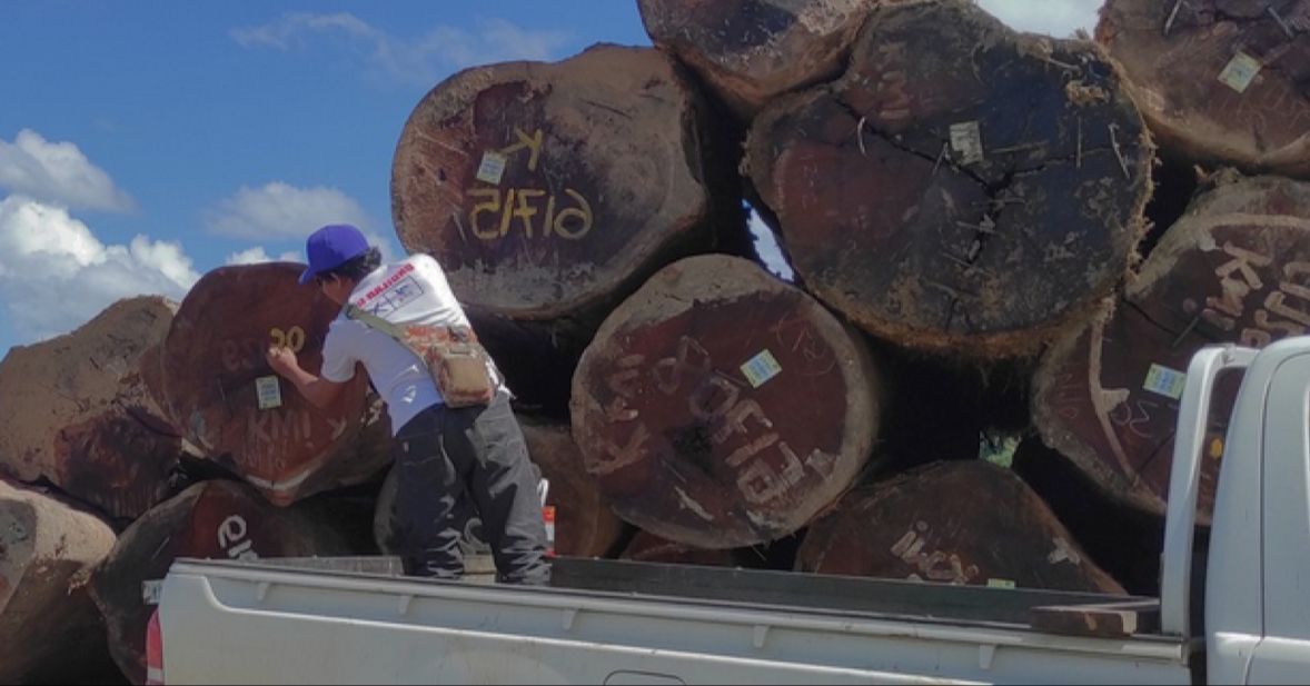 Bruno Manser Fonds tweet media