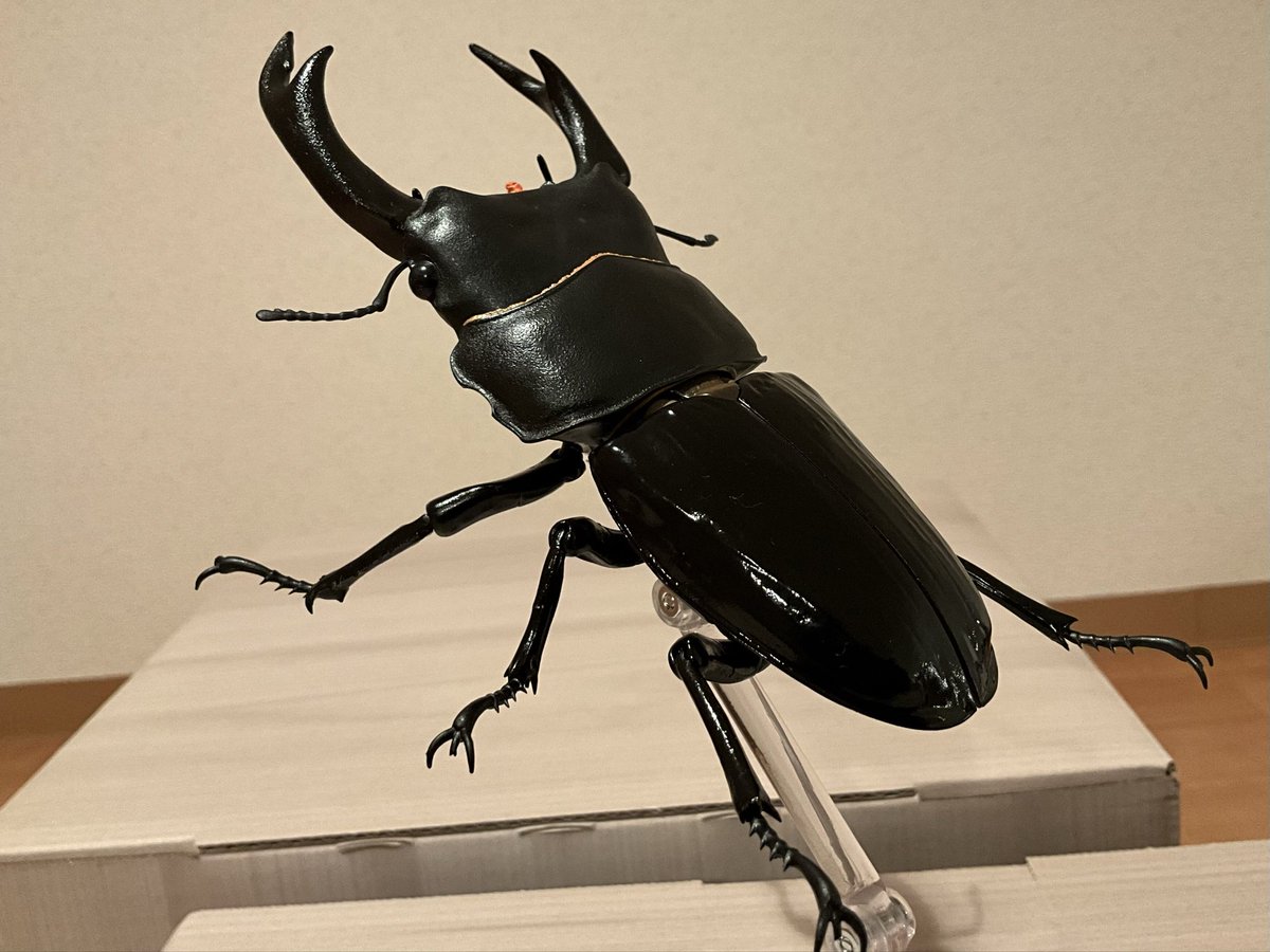 【カモノハシ太郎】 カモノハシ太郎】 カモノハシ太郎】 カモノハシ太郎】 楽天市場