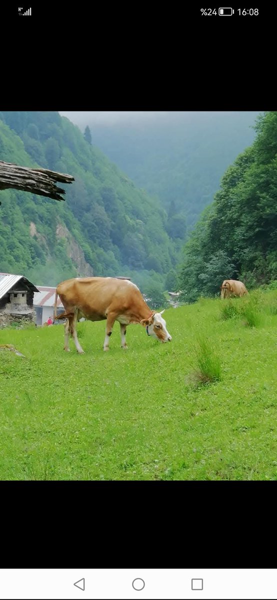 Güzel Yurdumun Güzel İnsanlarina İyi Akşamlar 🌹🌙