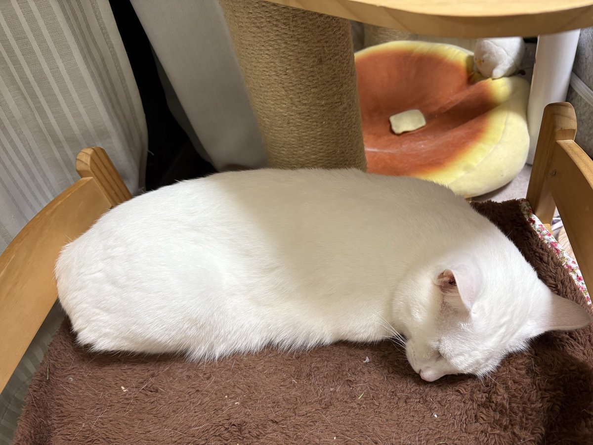 まめのこページ まめきちまめこ デザインペーパー 4種セット｜Yahoo!フリマ（旧