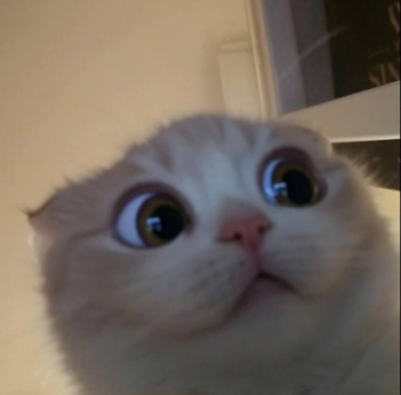 x.com/i/spaces/1ynKO… 
<a href="/Vanguard0x/">VAN</a> is locked up in my basement so I will be hosting $Grrr scratchpad this friday