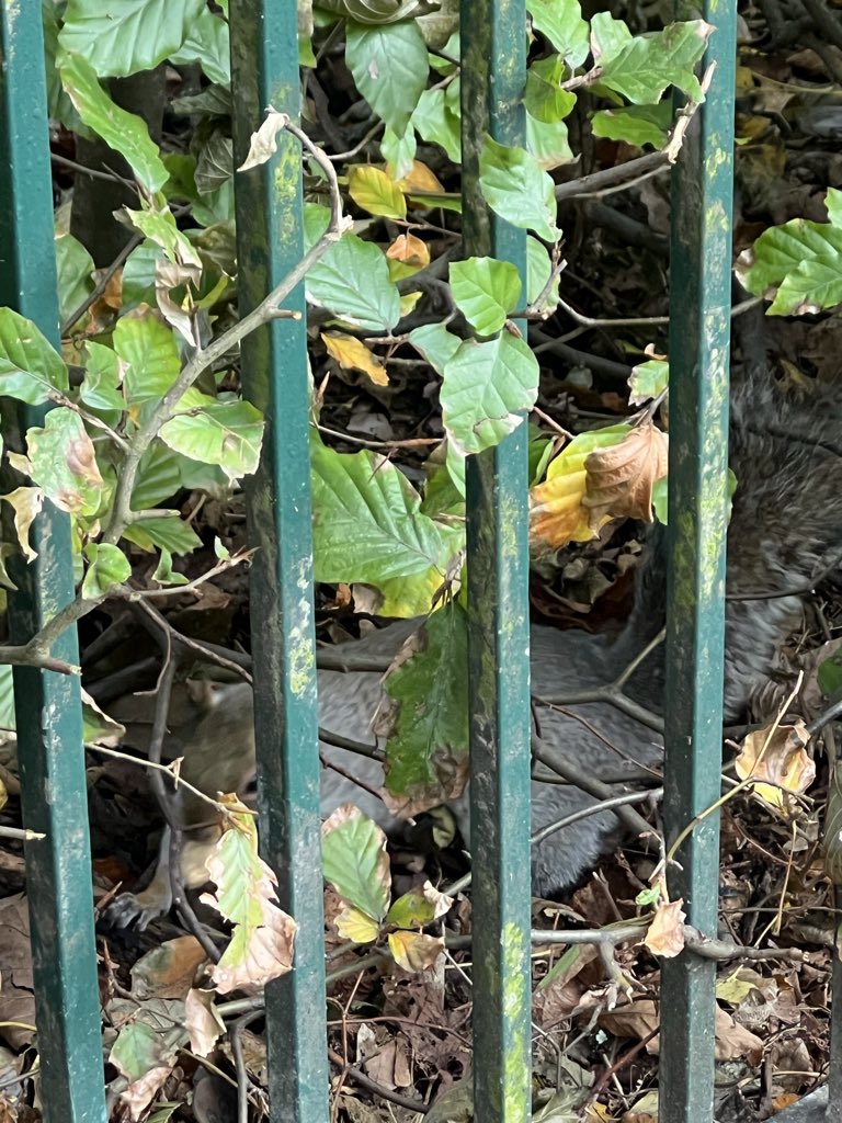 _bird_n3ck's tweet photo. made a friend today #NutBuddy https://t.co/3vdUZeVAxx