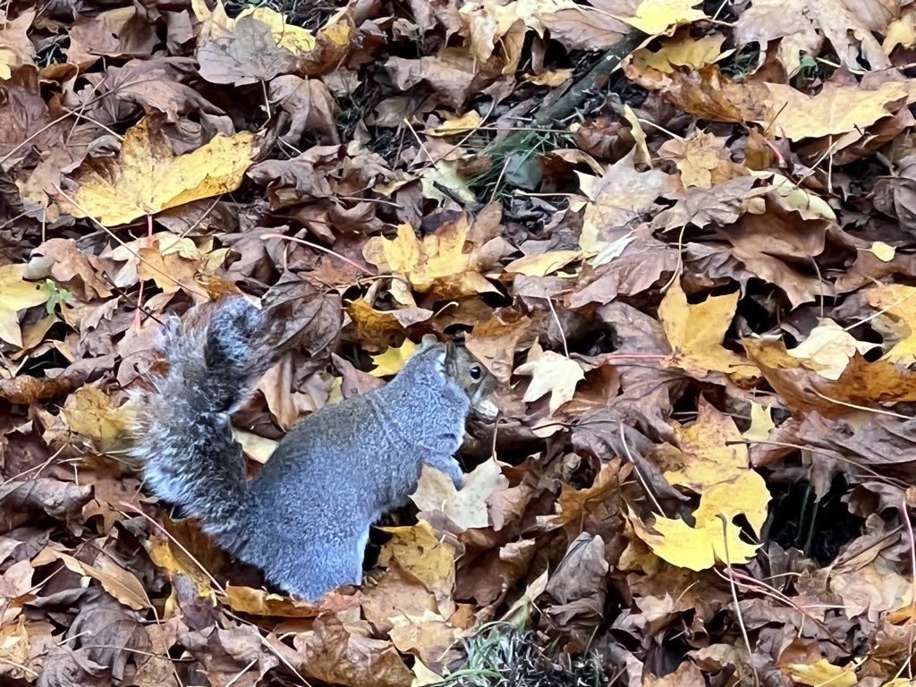 _bird_n3ck's tweet photo. made a friend today #NutBuddy https://t.co/3vdUZeVAxx