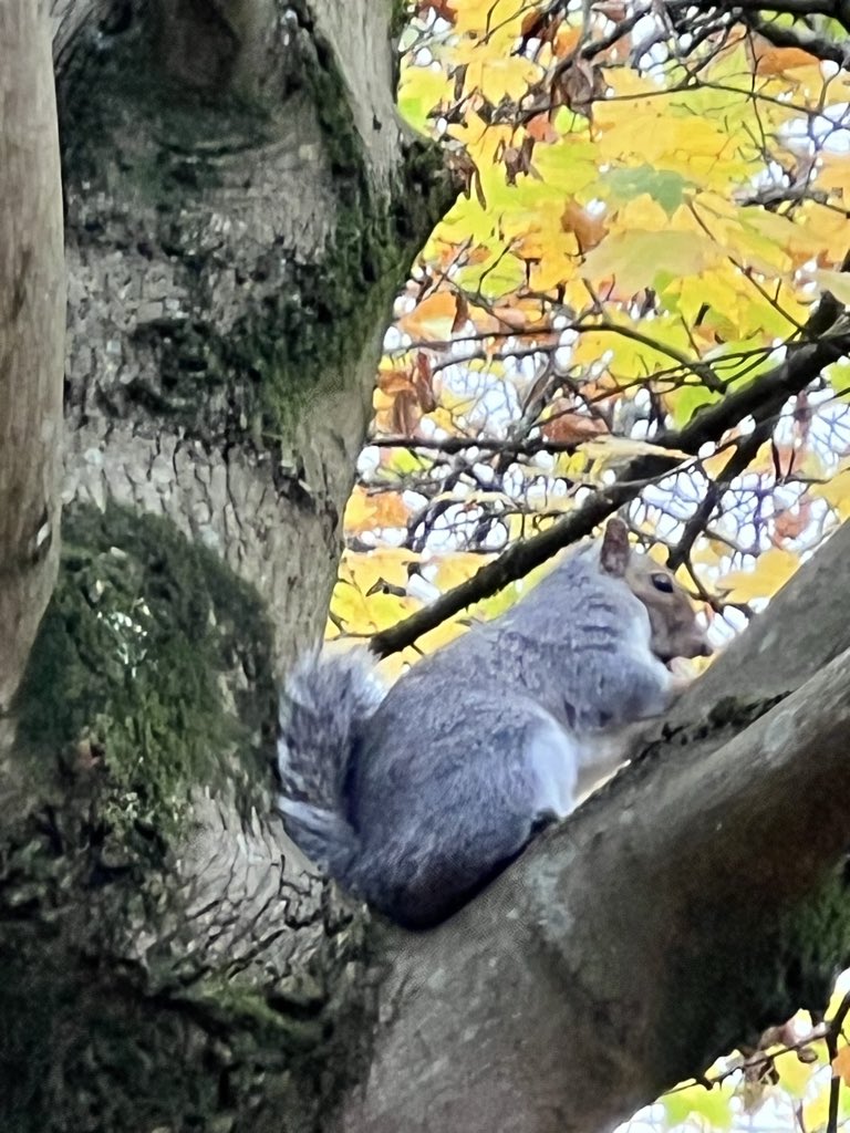_bird_n3ck's tweet photo. made a friend today #NutBuddy https://t.co/3vdUZeVAxx