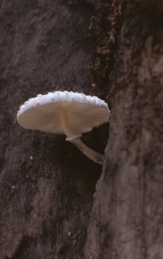 JagadeeshYj's tweet image. Focus Fusion 
#jagadeesh1702 #nature #photography #photos