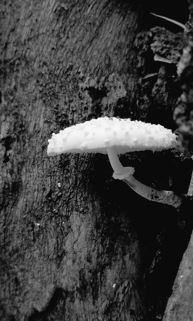 JagadeeshYj's tweet image. Focus Fusion 
#jagadeesh1702 #nature #photography #photos