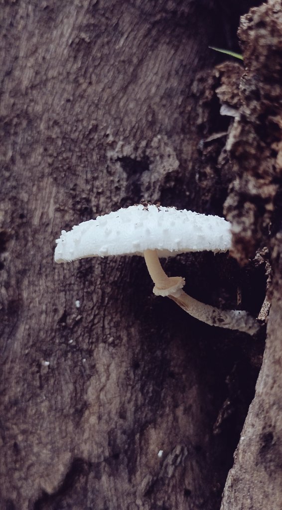 JagadeeshYj's tweet image. Focus Fusion 
#jagadeesh1702 #nature #photography #photos