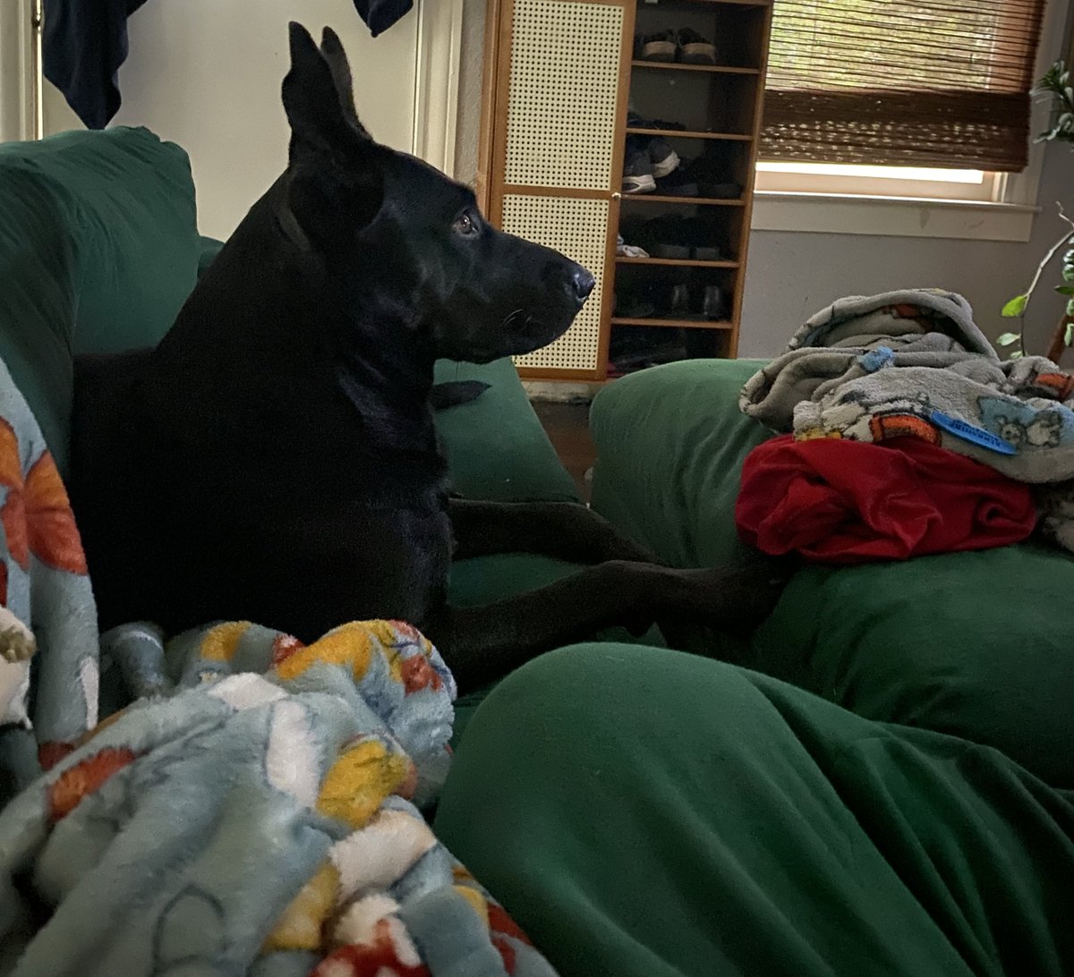 chlora septic tweet media