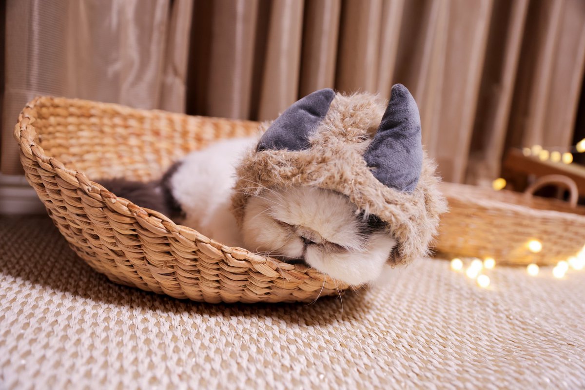 pechanko_bocco (@pechanko_bocco) / Posts / X