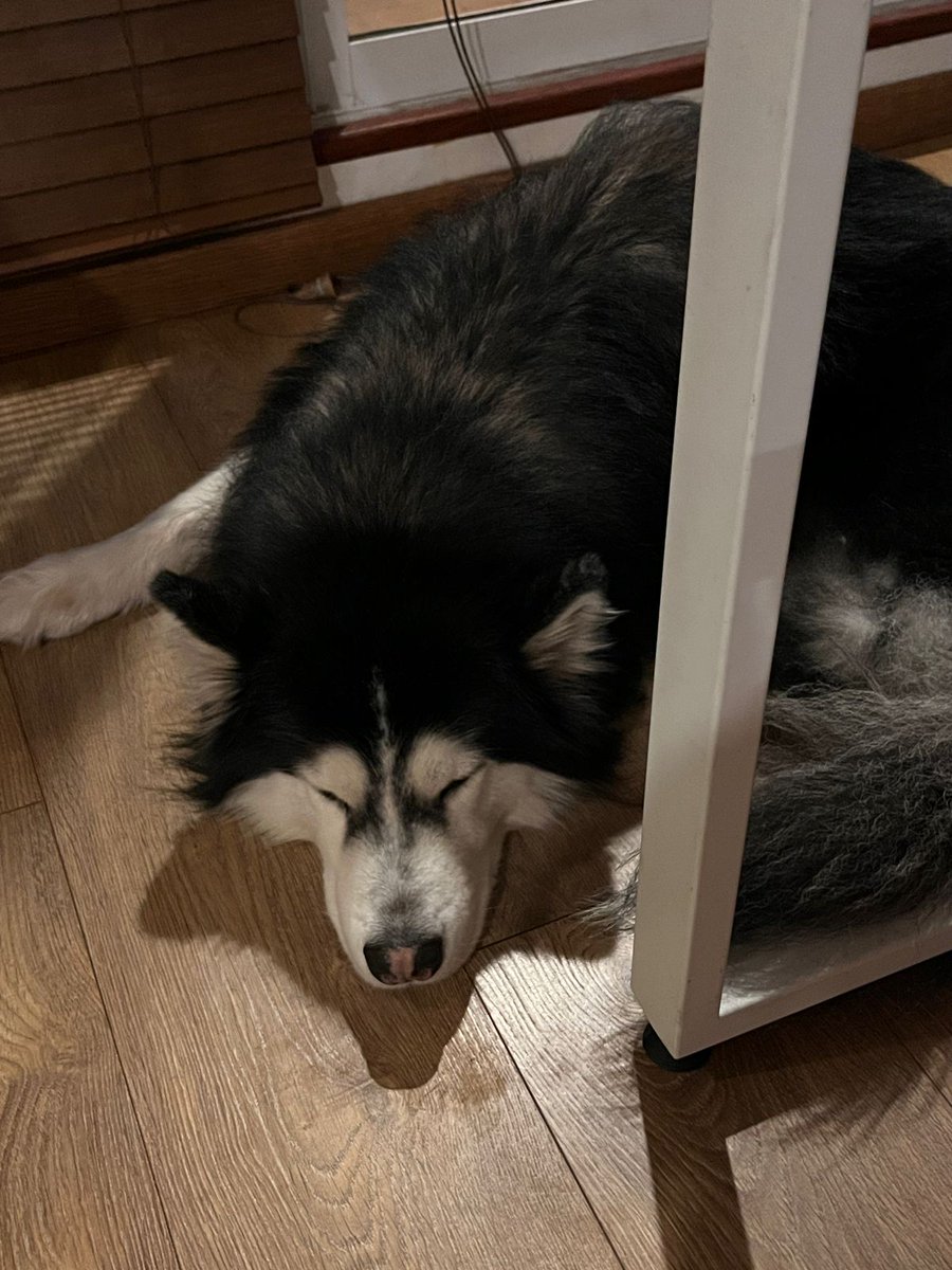 juaNFT_ETH's tweet image. all the cookin just for him to be happy 🐺