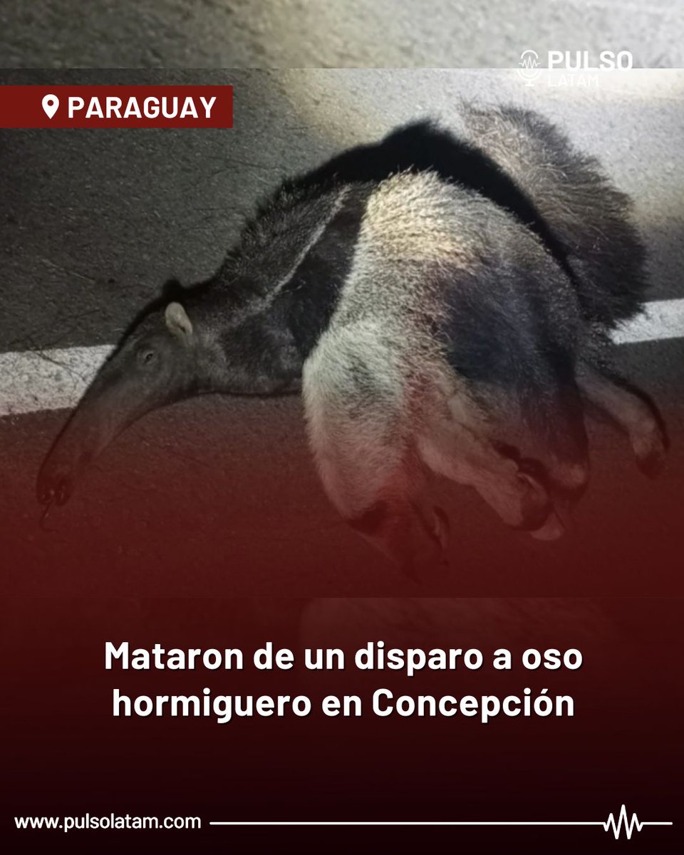 🇵🇾😔 Un oso hormiguero fue encontrado muerto al costado de la ruta que une los municipios de Concepción y Belén, en el primer Departamento.

📢 Un hombre reportó el hecho, tras encontrar sin vida al animal, con un presunto disparo de arma de fuego a la altura del pecho.

📌 El