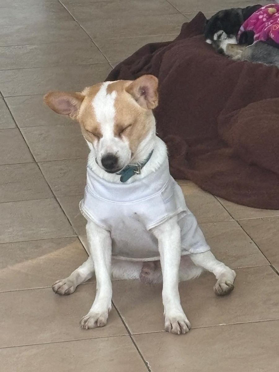 VIBRAmascotas's tweet image. Scrappy sigue en busca de un hogar, tiene dos años aprox, es talla chica, es mix de Jack Russel terrier , es tranquilo , amigable , muy inteligente, se lleva bien con otros perros , con gatos, niños 
Será tu mejor amigo 
Por favor 🙏🏼 dale una oportunidad 
Wats 5548724347…