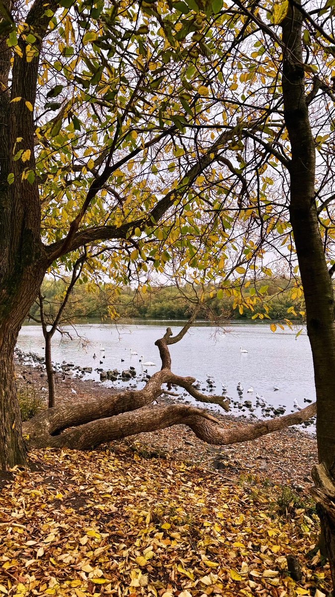" جاء تشرين يا حبيبة عمري
أحسن وقت للهوى تشرين "