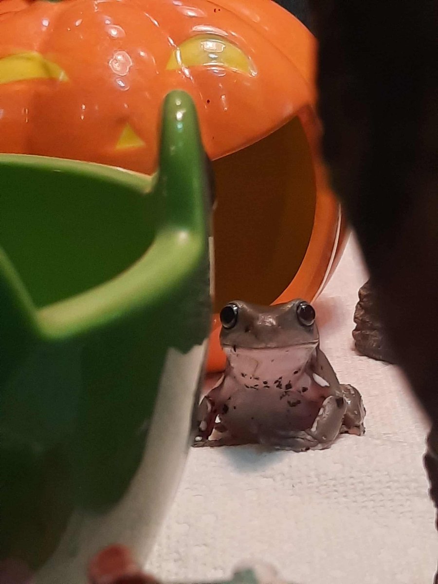 Say hello to Rangoon!