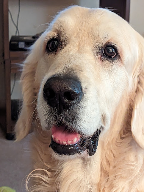 Kennyhorse's tweet photo. 🐶Morning, X pack! Jack here, reporting live from the laundry pile. The sun’s up, the squirrels are loud, and my tail’s already done three victory laps. Let’s make today bark-worthy.🐕 #HappyWednesday #XPack https://t.co/KWmsL3YonA
