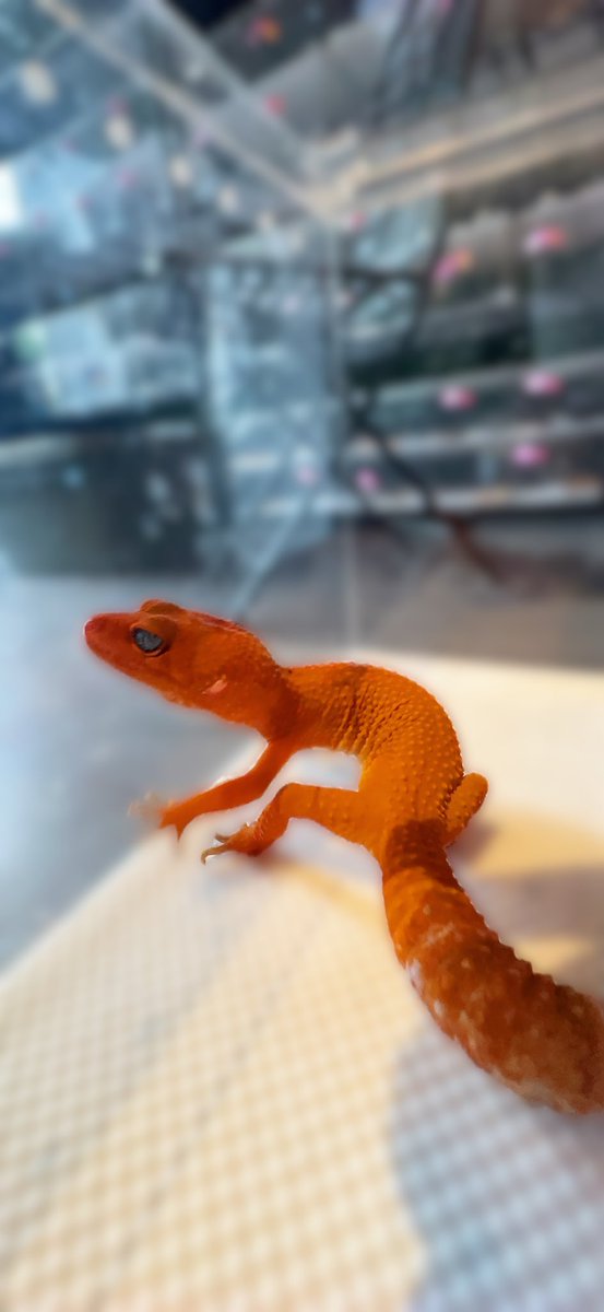 PINK REPTILES (@nao7o5p) / X