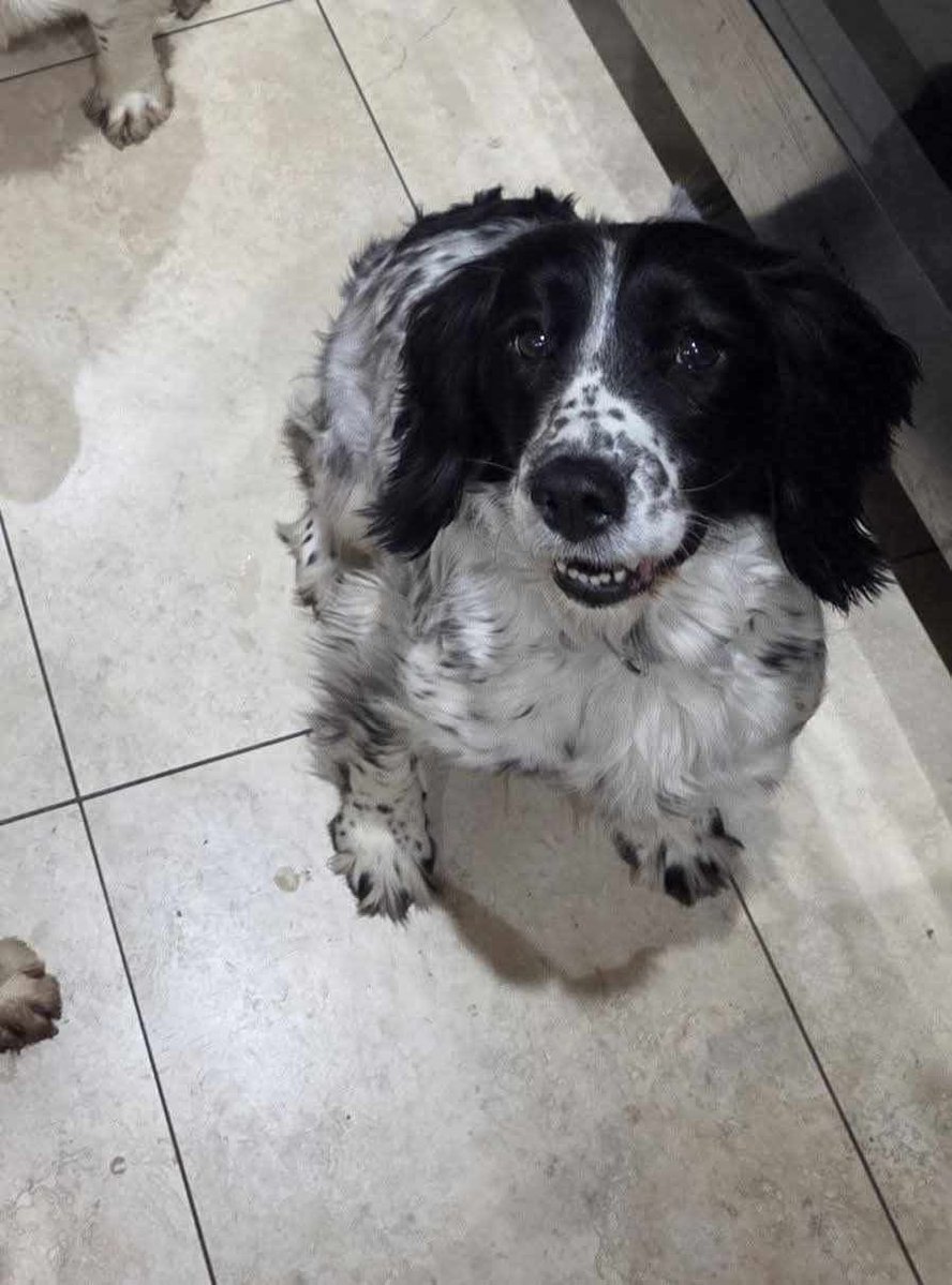 rosieDoc2's tweet image. #SpanielHour 
SALLY missing due to unexpected fireworks 🧨 
“Can people please keep an eye out for sally.
#Bree/#Castleblayney area 
Fireworks set off and spooked her so she ran off
Shes quite shy so if spotted pls call me on 0852559287
@blayneyhurling @CastleblayneyG @bs2510
