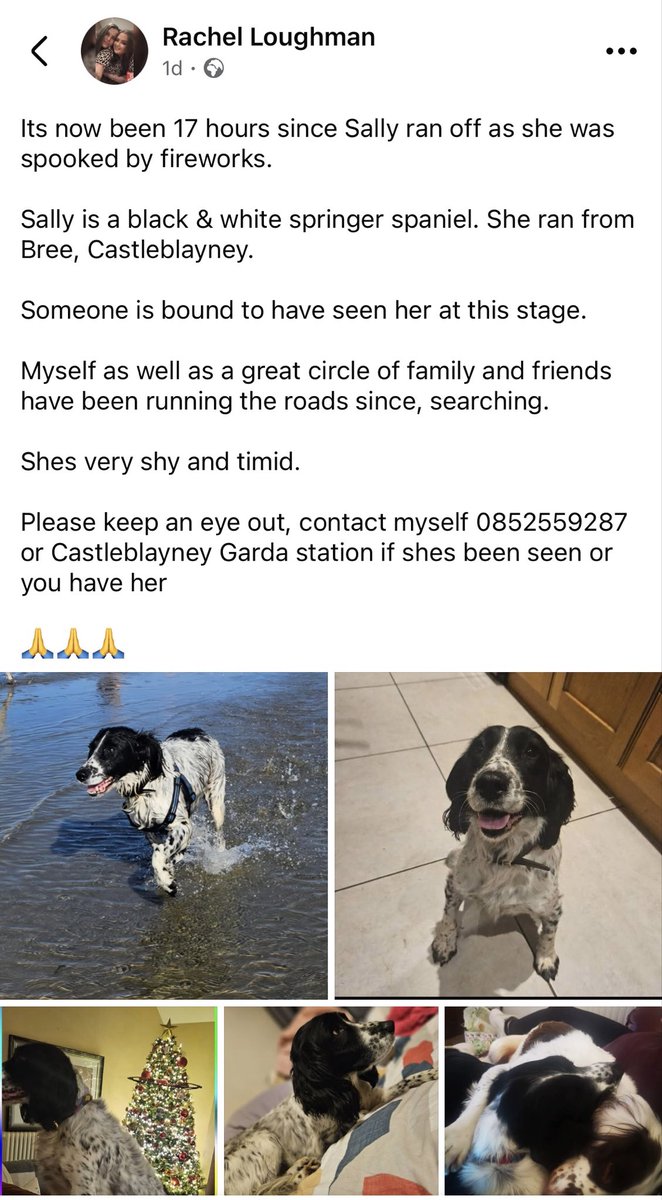 rosieDoc2's tweet image. #SpanielHour 
SALLY missing due to unexpected fireworks 🧨 
“Can people please keep an eye out for sally.
#Bree/#Castleblayney area 
Fireworks set off and spooked her so she ran off
Shes quite shy so if spotted pls call me on 0852559287
@blayneyhurling @CastleblayneyG @bs2510