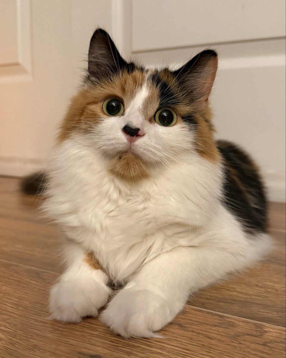 TheOreoCat's tweet image. Yesterday was this kids gotcha day! I can’t believe she’s already been with me for a year! Time goes so fast. 🧡🤍🖤
#theoreocat #gotchaday #CatsOfX