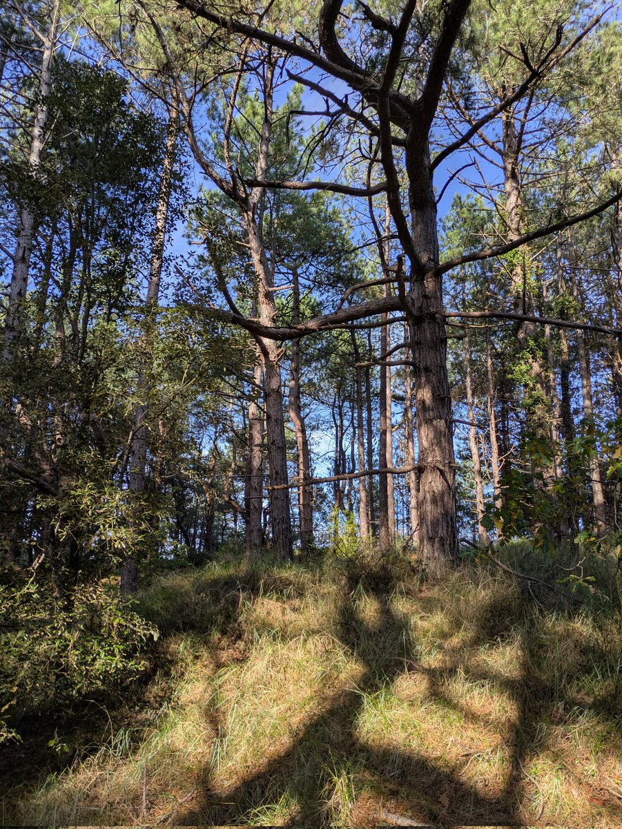 Glade of light in Wells Pinewoods today.... Calming.