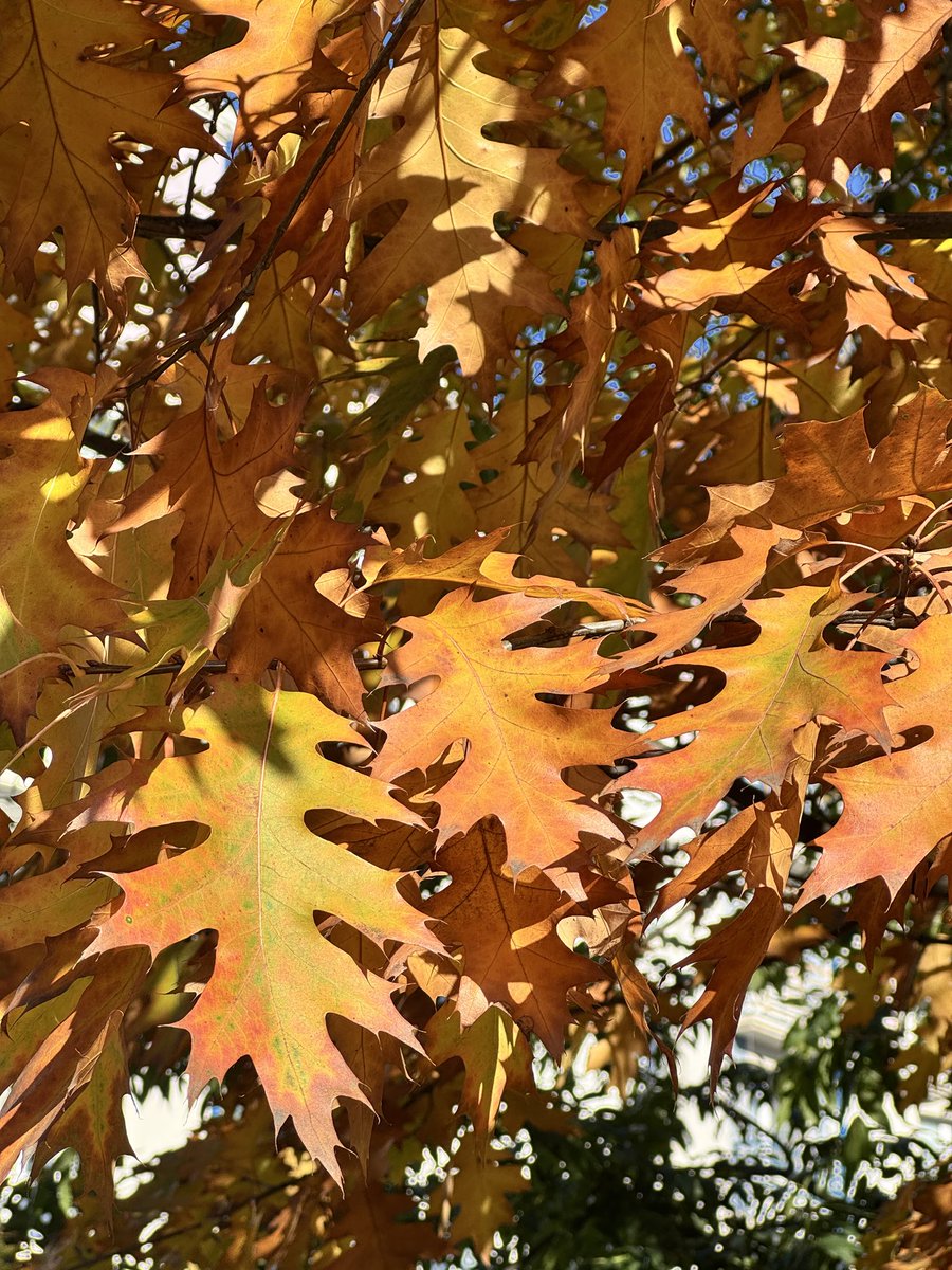 Не можу на них надивитися. 😍🍁