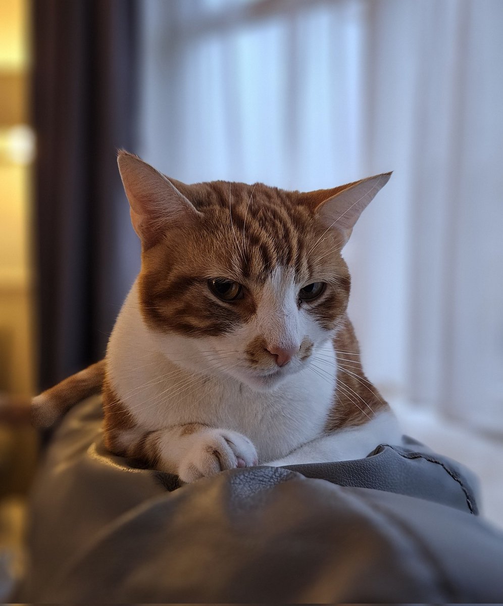 😺🐾🧡 Goodnight to all my fur friends sweet dreams 💤 love from Rusty 🧡🐾😺

#CatsOfTwitter #cats #Cat #CatsOnTwitter