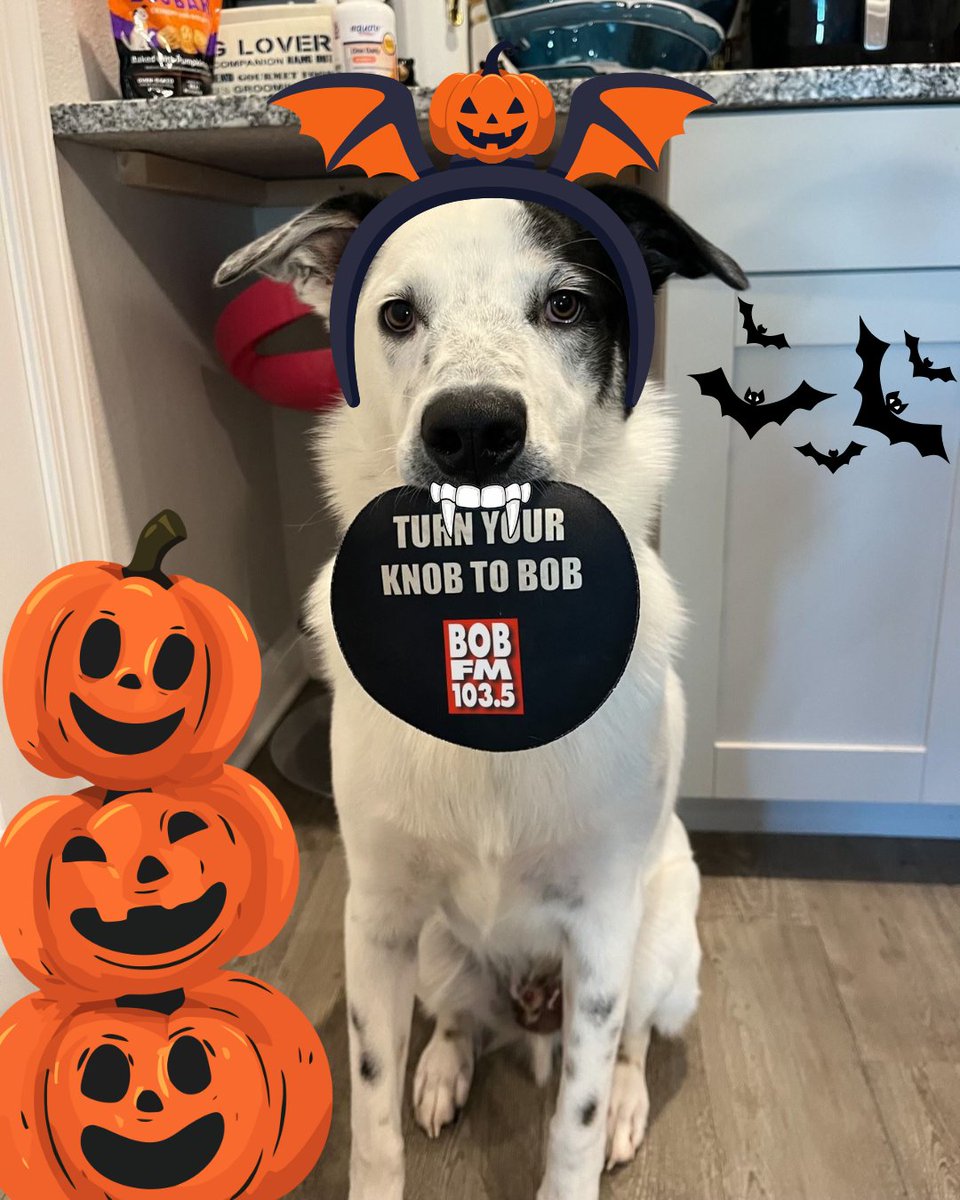 103.5 BOB FM tweet media